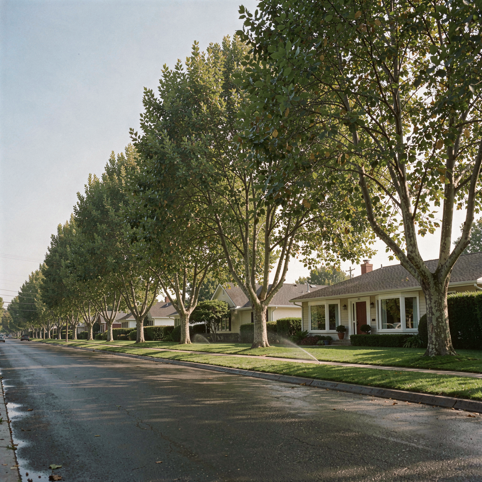 a realistic architectural photograph of a pristine suburban street lined with soaring sycamores casting dappled shade on wide ample asphalt, neatly manicured lawns of moist emerald blades glistening under active sprinklers, a house featuring huge bay windows sans curtains and fiery red doors positioned for Feng Shui harmony, no parked cars needing a wash, no telephone poles or wires interfering with the blank blue sky, natural daylight with soft diffused shadows, wet grass texture, smooth asphalt surface, clean continuous tonal gradients in the sky, shot on 35mm Kodak Portra 400 with fine visible film grain and slight handheld framing imperfection