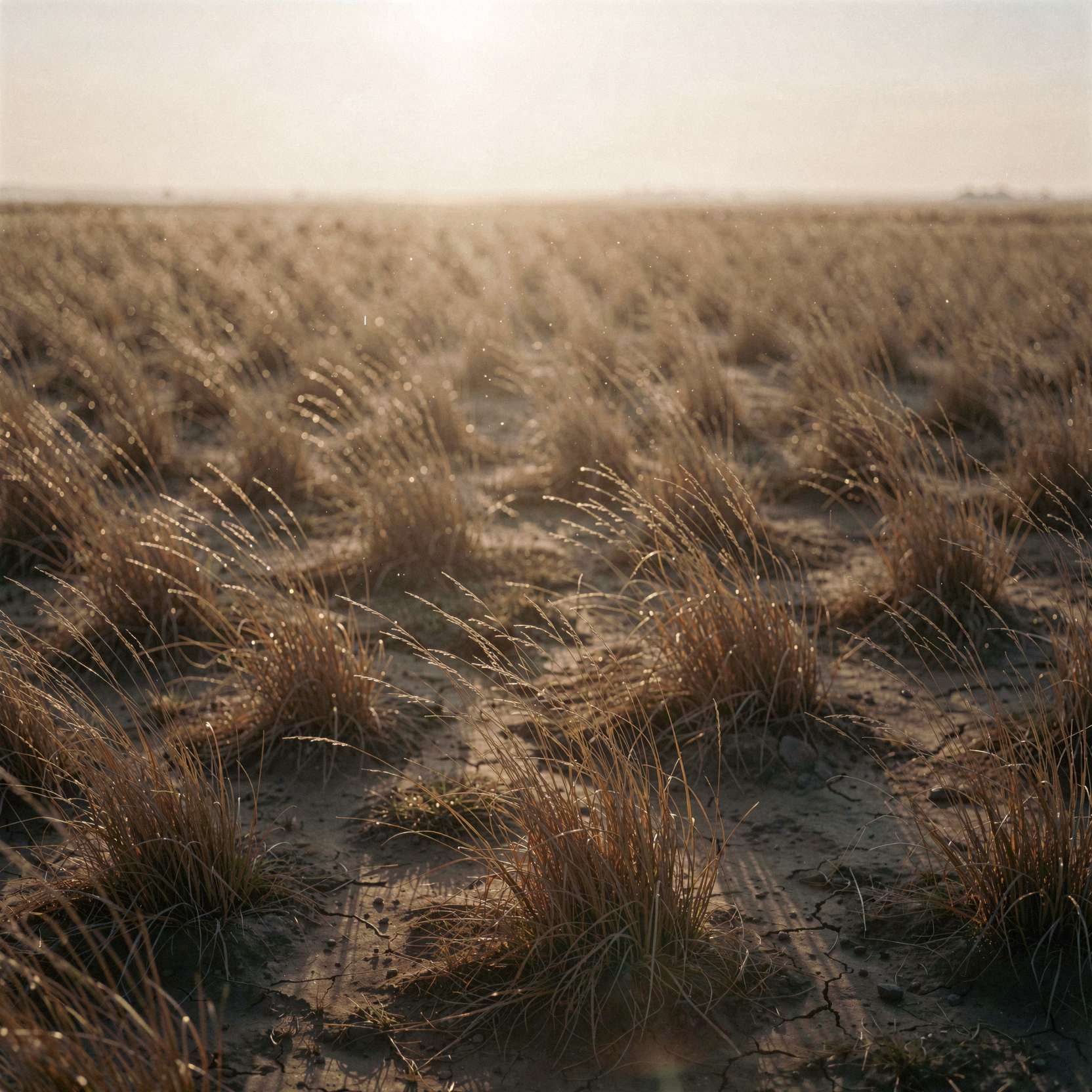 a candid documentary photograph of a vast barren wasteland stretching to the horizon, where tall brown grasses sway in the dry wind, creating an infinite recursion of time and space through repeating geometric patterns in the terrain; the scene embodies a hazy warm morning without purpose, with soft atmospheric perspective blurring the distant lines into a seamless loop; the fabric of life and stars is subtly woven into the physical landscape, visible as faint celestial constellations mirrored in the dewy grass blades and the dusty ground; natural unretouched skin texture is not present here, but the materials show realistic wear: dry brittle grass stems, cracked earth, and subtle dust motes floating in the warm light; shot on 35mm Kodak Portra 400 with fine visible film grain, slight handheld framing imperfection, gentle motion blur on the swaying grass, and soft halation around the bright morning sun.